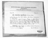 Image of Tapesia nigrificans